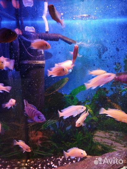 Аквариумные рыбки