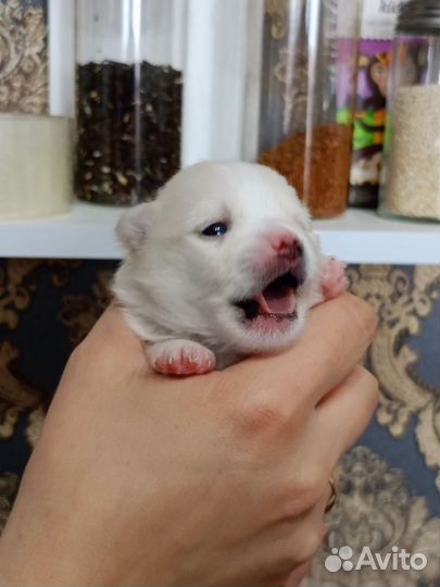 Щенки шпица