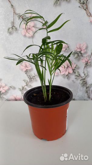 Пальма Хамедорея