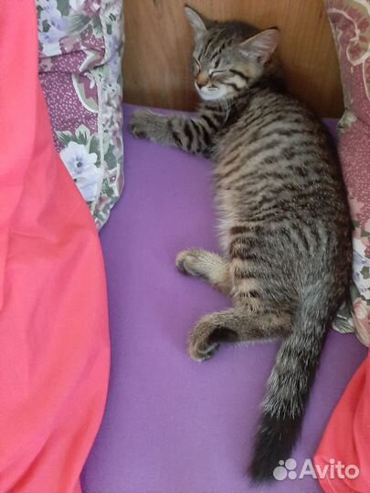 Кошки в добрые руки даром