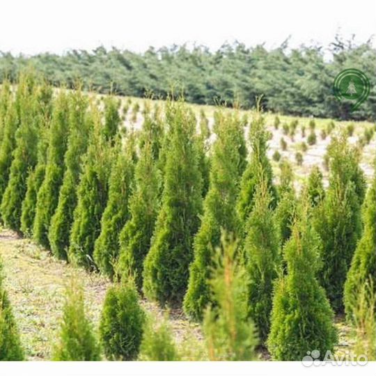 Туя смарагд брабант с доставкой на участок