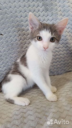 Котенок(девочка)