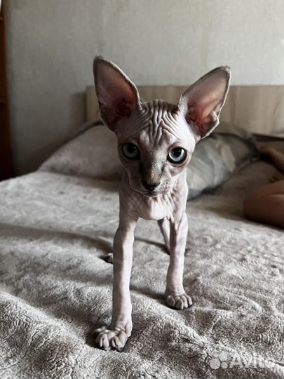 Канадский сфинкс кошка