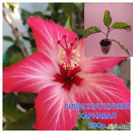 Гибискусы сортовые