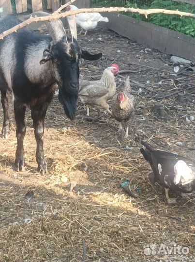 Козел на вязку