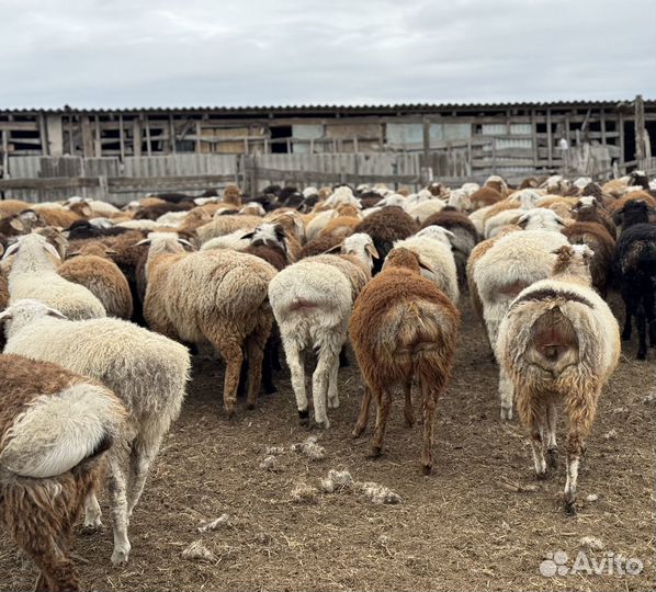 Овцы бараны ягнята