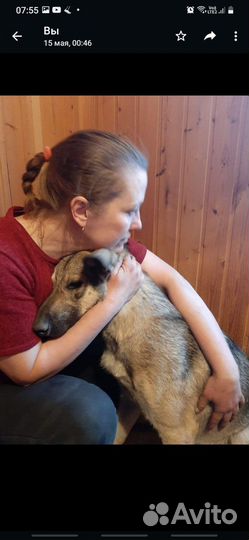 Собака (мальчик) ищет дом или передежку