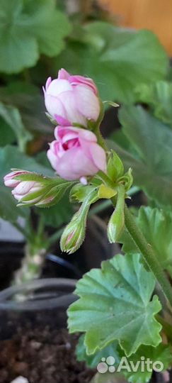 Пеларгония герань сортовая