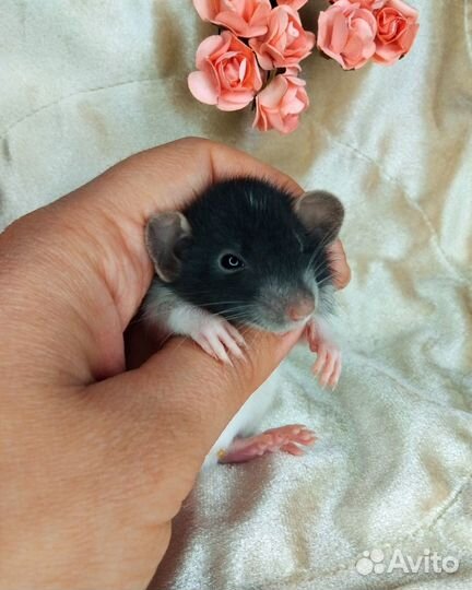 Крысята Дамбо разные. Редкие