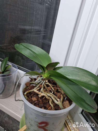 Орхидея фаленопсис