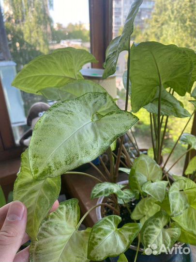 Комнатные растения