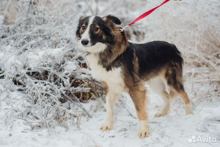 Собака Остин в добрые руки