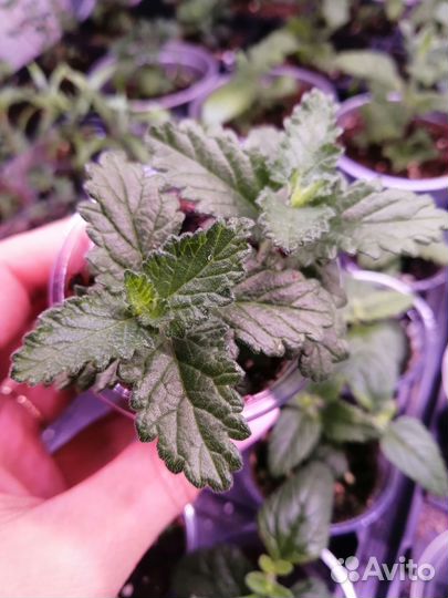 Вербена вегетативная