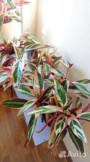 Строманта трехцветная или триколор