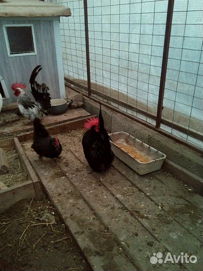 Куры декоративные