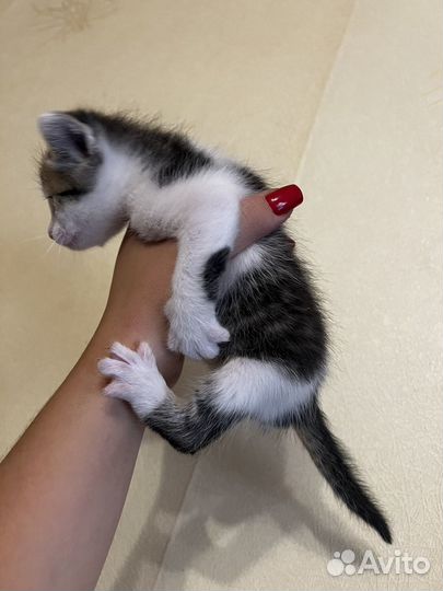Кошка в дар бесплатно