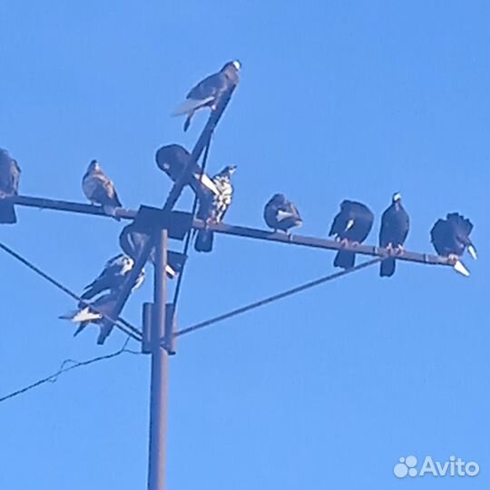 Голуби курские