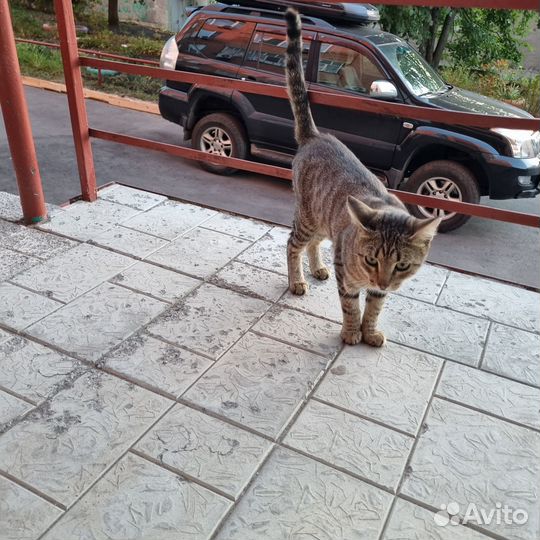 Отдам котенка в добрые руки