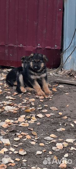 Немецкая овчарка