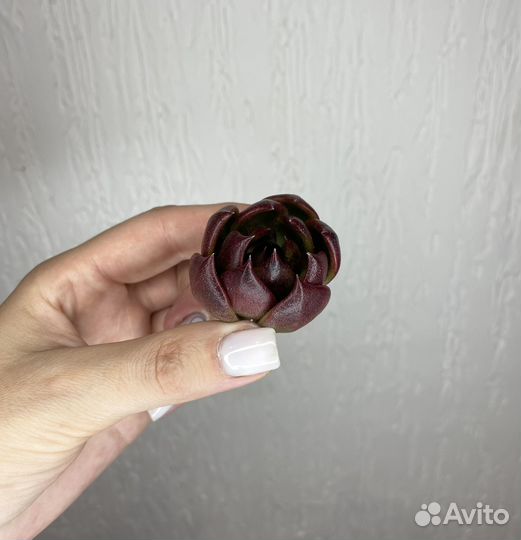 Корейские суккуленты