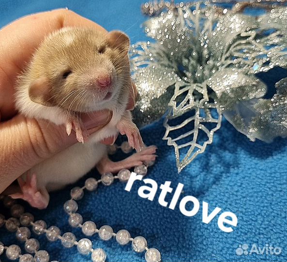 Крысята малыши мальчишки