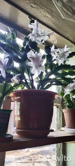 Декабрист шлюмбергера белый