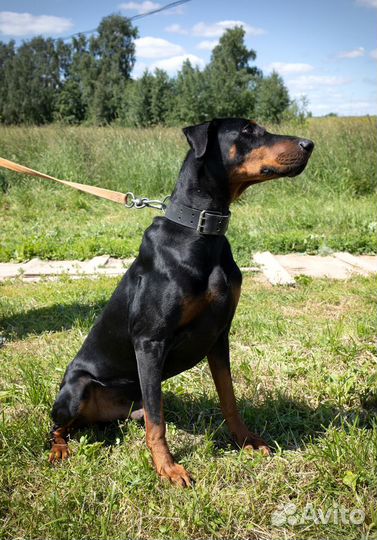 Доберман Джони в дар