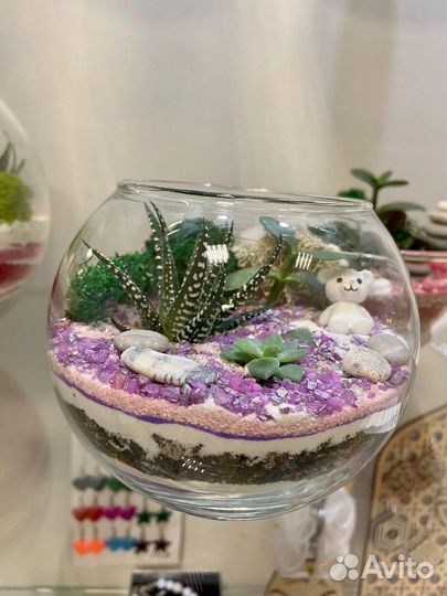 Флорариум суккуленты