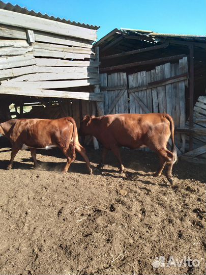 Телки стельные