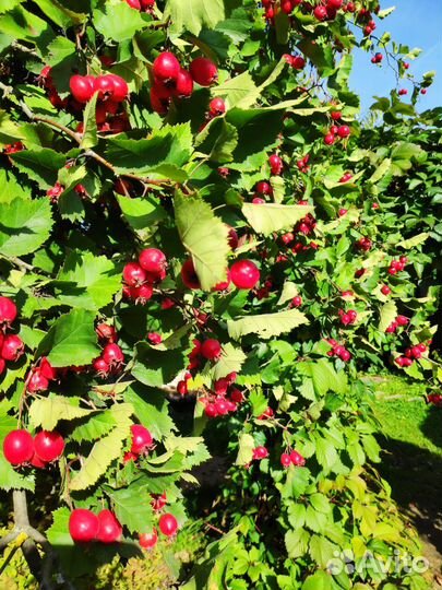 Боярышник ягоды