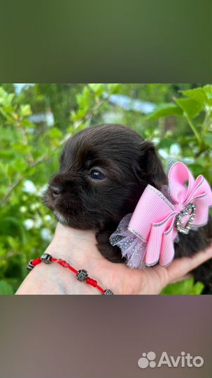 Малышка шоколадный йорк