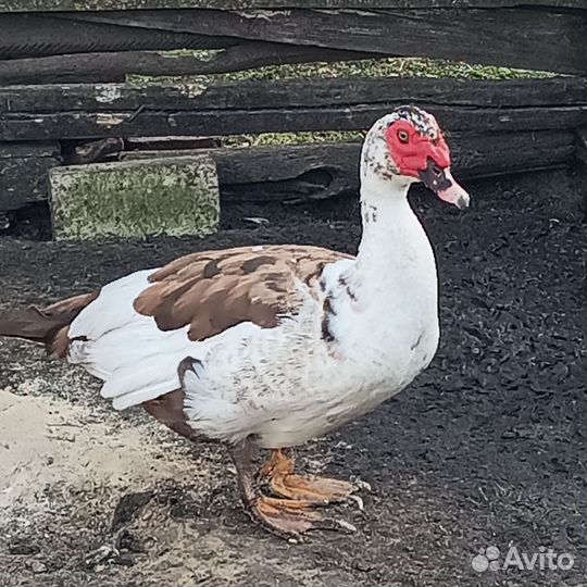 Индоутка мускусная утка