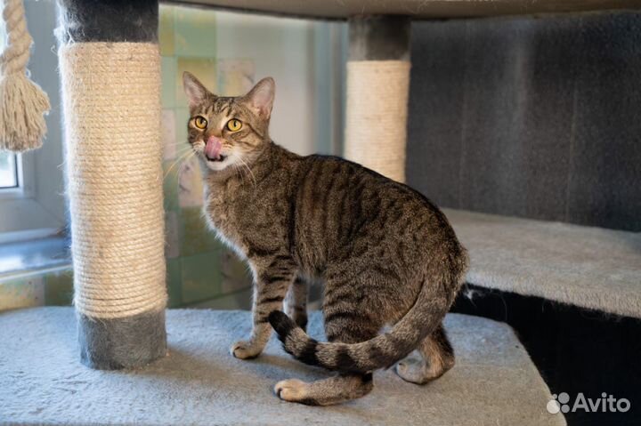 Мегаласковый кот