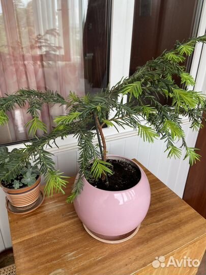 Растения