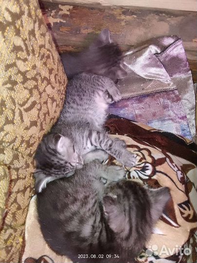 Сибирская кошка