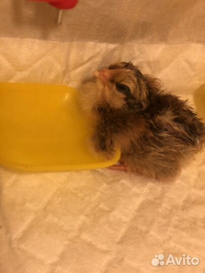 Яйца инкубационные Доминант папа Леггорн