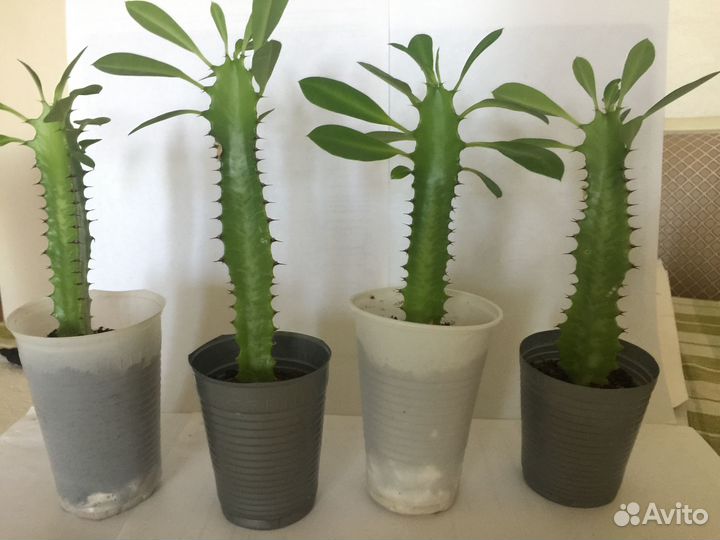 Продам цветы комнатные