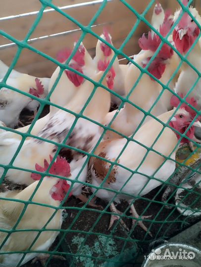 Продажа питухи