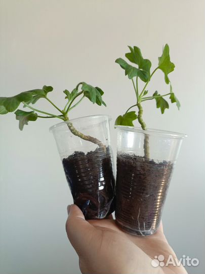 Пеларгония герань