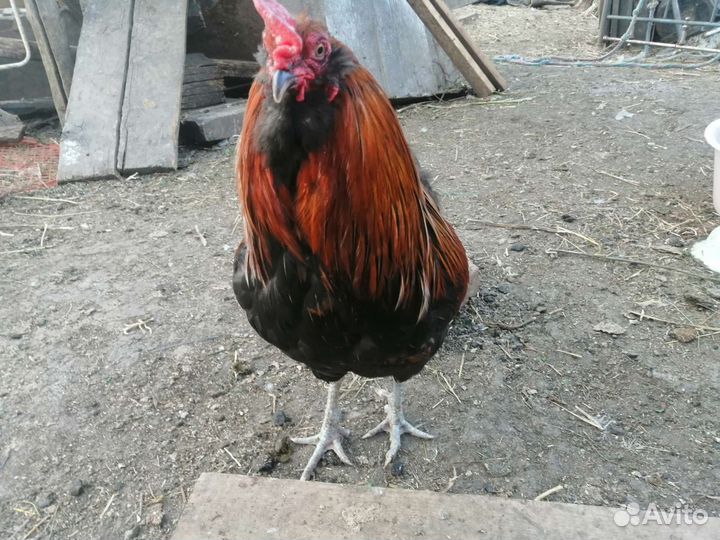 Петухи породистые яйца уток кур разноцветные