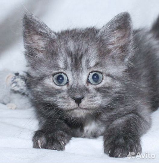 Туся и Люся 3 месяца. Котята в добрые руки