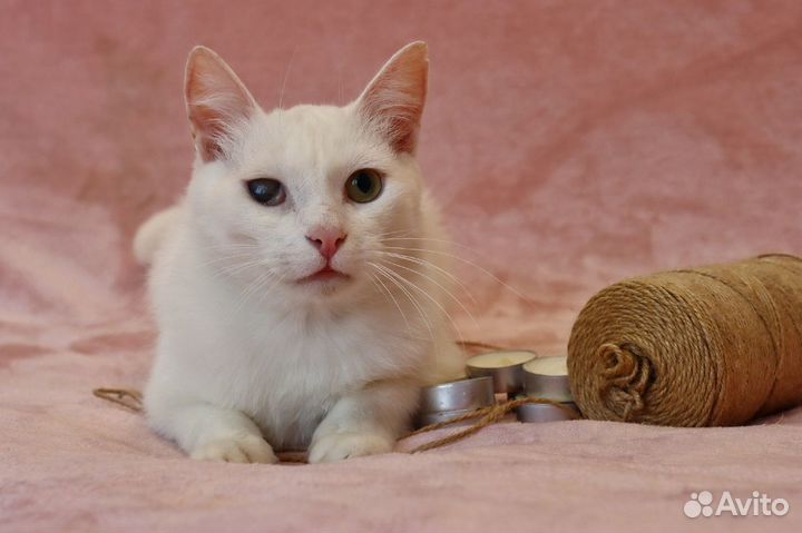 Котик в добрые руки