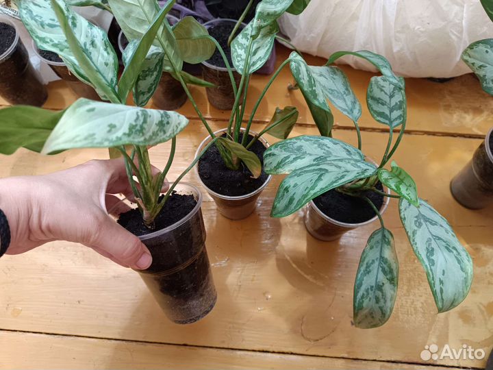 Аглаонема цветок