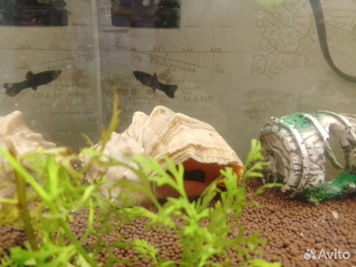 Аквариумные рыбки