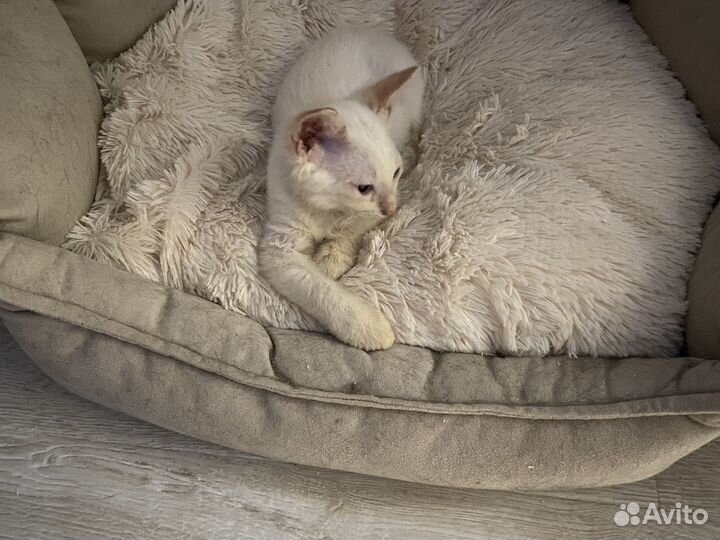 Котик