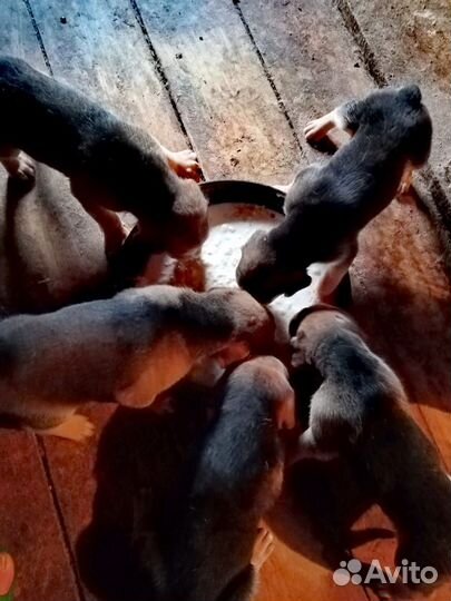 Продам щенков русская гончая