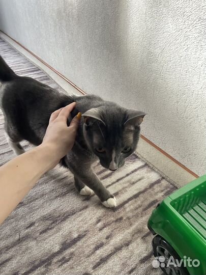 Отдам кота