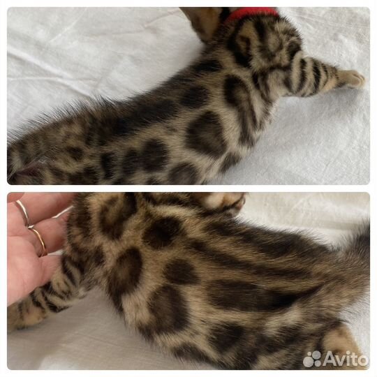 Бенгальские котята
