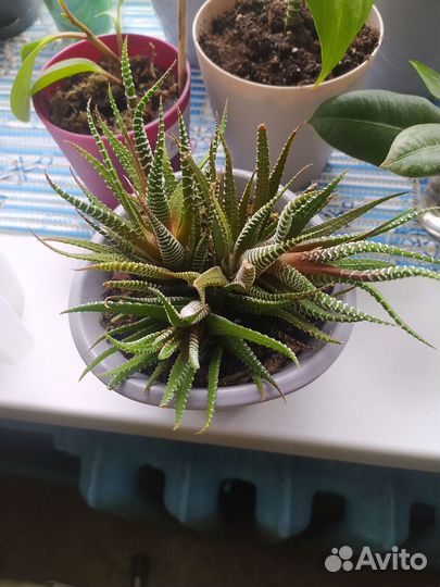 Суккуленты хавортия