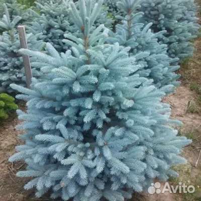 Ель голубая Маджестик Блю, Мисти Блю, Можжевельник